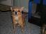 Chihuahua * Sasha, slikmutter* - Smukke Sasha holder styr på flokken.