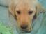 Labrador retriever Nellie - Nellie 8 uger