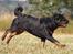 Rottweiler Anna... Mors pige... RIP. - Kommer nuuuu.... 
