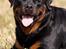 Rottweiler Anna... Mors pige... RIP. - Anna Pigen - 