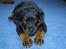 Rottweiler Anna... Mors pige... RIP. - Anna været hjemme et par dage - 