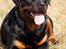 Rottweiler Anna... Mors pige... RIP. - Anna Pigen - 