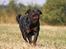 Rottweiler Anna... Mors pige... RIP. - Her kommer jeg - ss - 