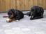 Blanding af racer Sally - Sally og Ricko