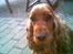 Cocker spaniel Schicca - så tag da det billede