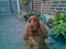 Cocker spaniel Schicca - sløret billede