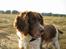 Engelsk springer spaniel Twister F.T. "R.I.P"