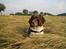 Engelsk springer spaniel Twister F.T. "R.I.P"