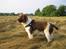 Engelsk springer spaniel Twister F.T. "R.I.P" - Hvor er det fedt at løbe rundt i frøgræsset