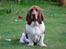 Basset hound Holger - Hva´ så tøser er i klar?