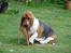Basset hound Holger - Mor sagde hun ikke kunne finde dækservietten, men jeg har fundet den