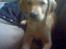 Labrador retriever Felix