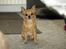 Chihuahua * Sasha, slikmutter* - Sasha er blevet 5 år, men holder sig godt...