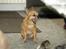 Chihuahua * Sasha, slikmutter* - Sasha er en smuk chihuahua, men lidt træt i dag... C":)