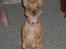 Chihuahua * Sasha, slikmutter* - Sasha er så dejlig :-) Sidder på bagbenene for en godbid, eller hvis hun vil opnå noget. Pludselig sidder hun der bare, så må man gætte hvorfor. ;-)