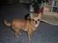Chihuahua * Sasha, slikmutter* - Smukke Sasha ......