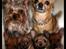 Chihuahua * Sasha, slikmutter* - smukt billed af Sasha, Luca og 4 hvalpe.....redigeret af Marianne S...