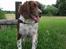 Engelsk springer spaniel Twister F.T. "R.I.P"
