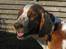 Welsh springer spaniel Chili  25 / 12 - Chili i profil - 2 år
