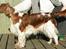 Welsh springer spaniel Chili  25 / 12