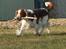 Welsh springer spaniel Chili  25 / 12 - SE MOR ska vi dele...