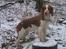 Welsh springer spaniel Chili  25 / 12 - MMmm mon snart den godbid kommer- jeg er ved at blive lidt stivbenet af det her !!