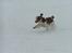Welsh springer spaniel Chili  25 / 12 - Chili con speedy
