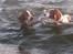 Welsh springer spaniel Chili  25 / 12 - Lad nu vær´ med at følge efter..