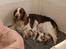 Welsh springer spaniel Chili  25 / 12 - En nybagt mor!