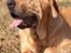 Broholmer Thor... evigt savnet.RIP - Thor...