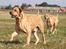 Broholmer Thor... evigt savnet.RIP - Flotte Thor...