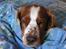 Welsh springer spaniel Chili  25 / 12 - AAHH ned under mors dyne - vi ka da også dele??