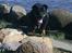 Blanding af racer Sacha RIP - Sacha, ombestemte sig med vandet*S*