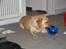 Labrador retriever Putte - har i lige set min bold..