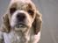 Amerikansk cocker spaniel Galaksi Rocket Man