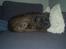 Blanding af racer Otto - Som vi kender ham bedst......*SS*