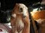 Labrador retriever Rolex - 17 dage gammel