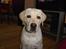 Labrador retriever Rolex
