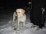 Labrador retriever Rolex - Første gang i sneen