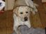 Labrador retriever Rolex - Hyggestund med suttekluden