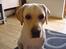 Labrador retriever Rolex - Ser han ikke uskyldig ud?