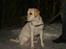 Labrador retriever Rolex