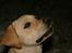 Labrador retriever Rolex