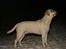 Labrador retriever Rolex