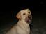 Labrador retriever Rolex - Sneen smager rigtig godt