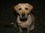 Labrador retriever Rolex