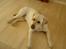 Labrador retriever Rolex - Rolex i det nye hus