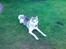 Siberian husky A'tebs Rob roy - Roy i haven! :D