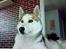 Siberian husky A'tebs Rob roy - ligger lige og leger Simba ;D og nyder kongeriget