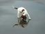 Engelsk springer spaniel mickey